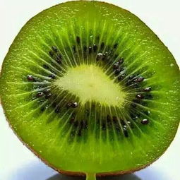 【紅心獼猴桃苗出售,獼猴桃苗裝車,獼猴桃苗什么時候種植】-