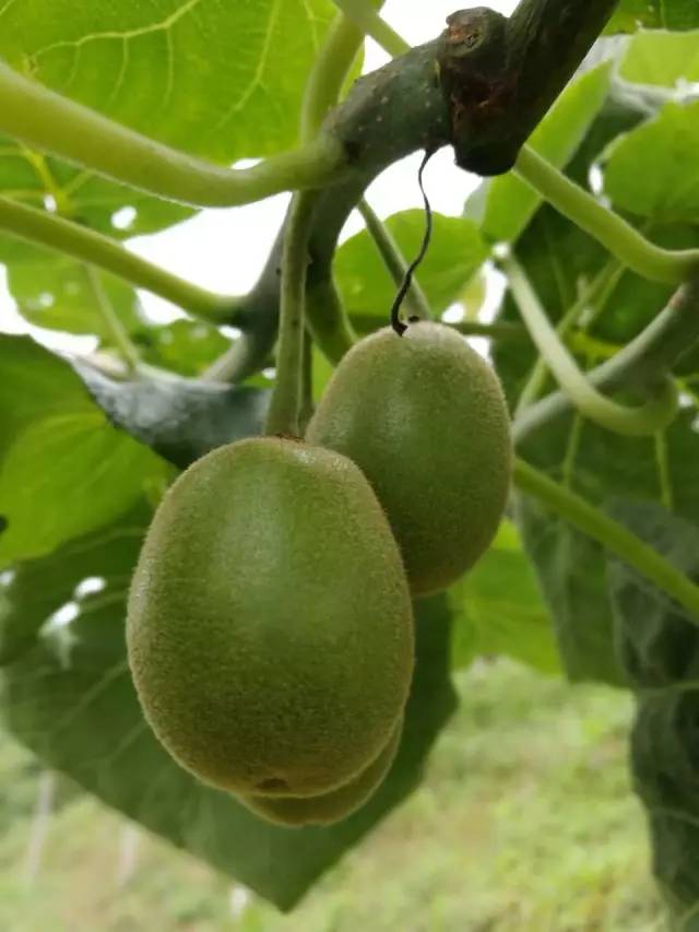 屏邊中華紅心獼猴桃即將上市 釋放 獼人魅力 看之飽眼福 食之飽口福