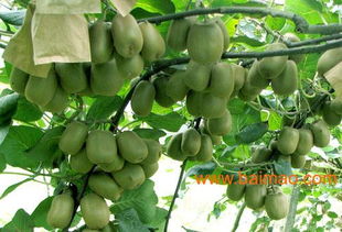 紅心獼猴桃苗報價 紅心獼猴桃苗生產(chǎn)廠家,紅心獼猴桃苗報價 紅心獼猴桃苗生產(chǎn)廠家生產(chǎn)廠家,紅心獼猴桃苗報價 紅心獼猴桃苗生產(chǎn)廠家價格