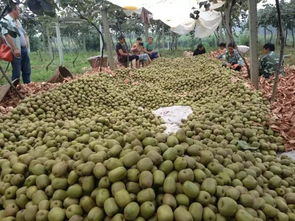 記者暗訪水果市場 水果早采到底傷了誰的神經(jīng)