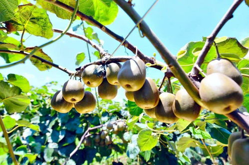 港口街鎮紅心獼猴桃熟了,快來