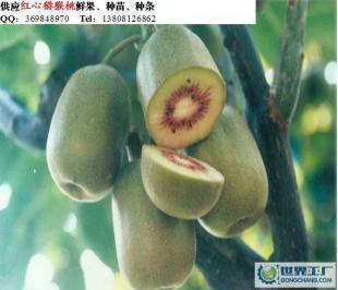 大量0紅心獼猴桃鮮果價格_大量0紅心獼猴桃鮮果廠家_世界工廠網產品信息庫