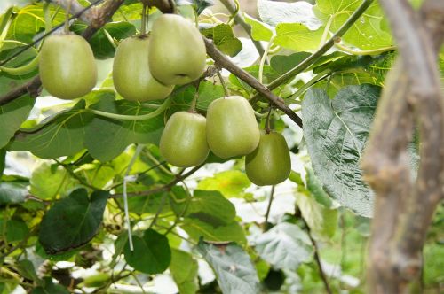 浙 川東西部扶貧協作助推沐川農特產品銷售
