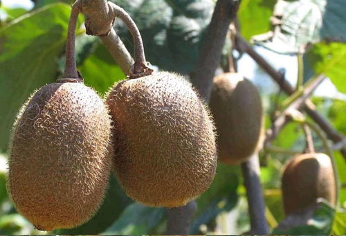 女明星都不造的天然 美白精華 ,成分黨已經笑出聲了