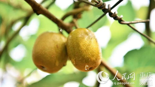 南岸采摘季 20箱紅心獼猴桃免費送