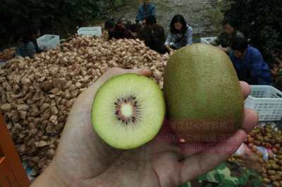 貴州遵義有機紅心獼猴桃栽培技術有哪些重點