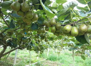 舌尖盛宴 樂業縣紅心獼猴桃即將上市