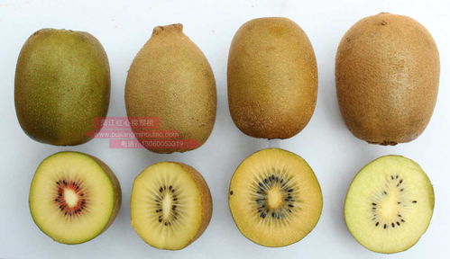意大利 金桃 獼猴桃對比 東紅 獼猴桃 兩者誰勝