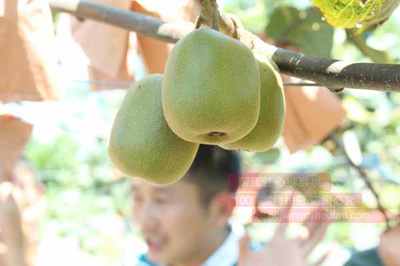 上海晚報便民服務商提供的紅心獼猴桃采摘和送貨上門