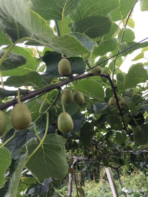 放 價 啦 這么好吃的十里坡紅心獼猴桃低至4.4折起