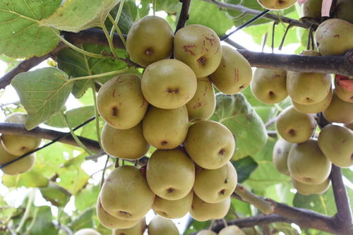 凱里下司 紅心獼猴桃喜獲豐收