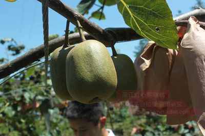 紅心獼猴桃：肉脆味美，口齒留香的美味佳果
