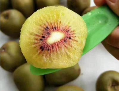 紅心獼猴桃的種植環境詳解