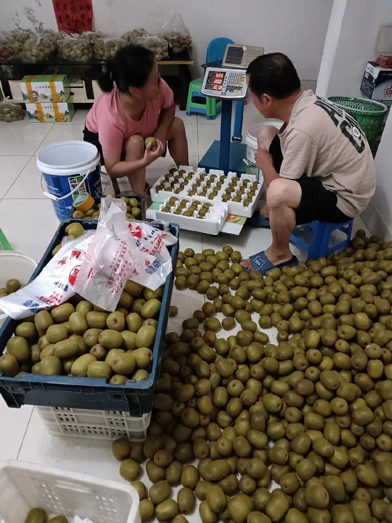 自家種植紅心獼猴桃，純天然綠色食品新鮮采摘