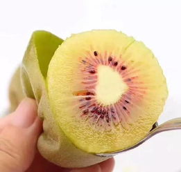 湘西紅心獼猴桃成熟啦