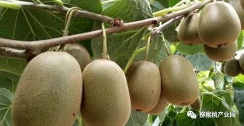 紅心獼猴桃怎么種植 紅心獼猴桃高產(chǎn)種植技術(shù)有哪些呢