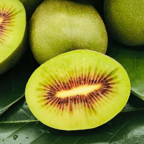 世界公認的黃金產區 一口接一口根本停不下來的紅心獼猴桃