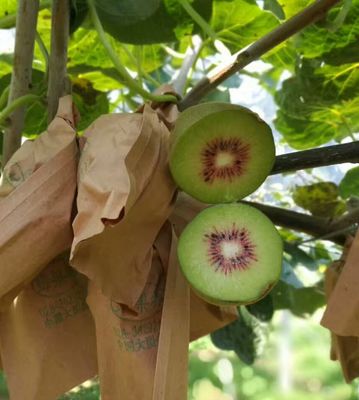 巴適！金堂紅心獼猴桃，就是這個味兒！